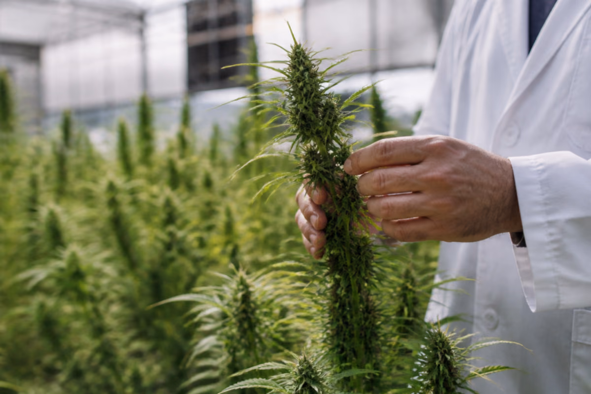Hand of a researcher in a white lab coat inspecting a flowering hemp plant in a greenhouse