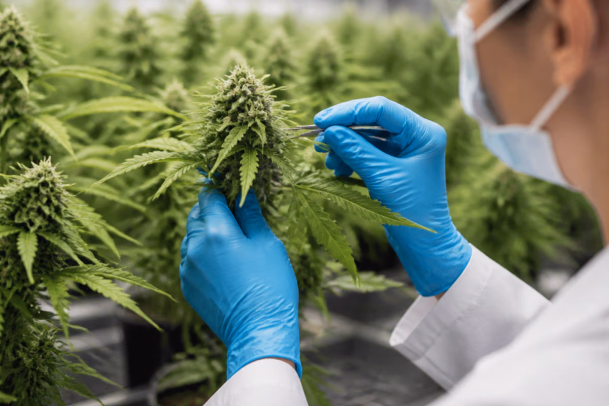 Researcher in mask and blue gloves examining a cannabis plant with tweezers in a greenhouse