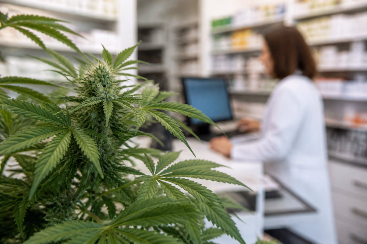 Flowering cannabis plant in the foreground with a pharmacist working at a computer in a blurred pharmacy background